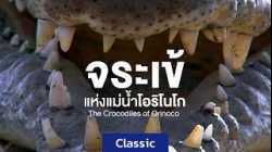 สารคดี จระเข้แห่งแม่น้ำโอริโนโก