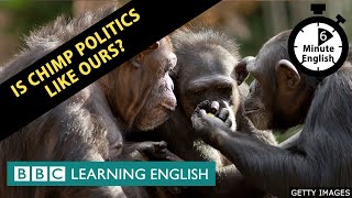 Is chimp politics like ours? - 6 Minute English