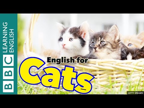 English for Cats ????????????