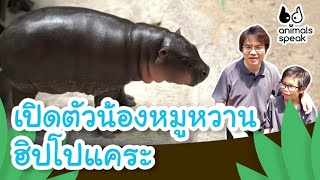 เปิดตัวน้องหมูหวาน ฮิปโปแคระ | Animals Speak