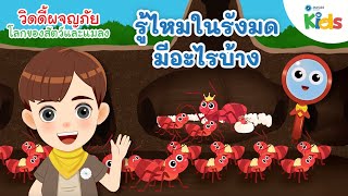 รู้ไหมในรังมดมีอะไรบ้าง | วิดดี้ผจญภัย "โลกของสัตว์และแมลง"