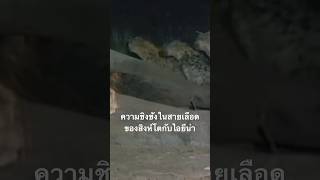 #สำรวจโลก #ไฮยีน่า #สิงห์โต #สารคดี #doxzilla #สารคดีสัตว์โลก