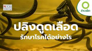 ปลิง หนอนแมลงวัน ผึ้ง รอยกัดแห่งการรักษา | สารคดี สำรวจโลก