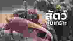 สารคดี สำรวจโลก ตอน สัตว์หุ้มเกราะ