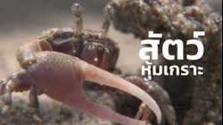 สารคดี สำรวจโลก ตอน สัตว์หุ้มเกราะ