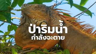 ป่าริมน้ำ... ความอุดมสมบูรณ์ที่กำลังเลือนหาย ?  | สารคดี สำรวจโลก