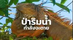 ป่าริมน้ำ... ความอุดมสมบูรณ์ที่กำลังเลือนหาย ?  | สารคดี สำรวจโลก