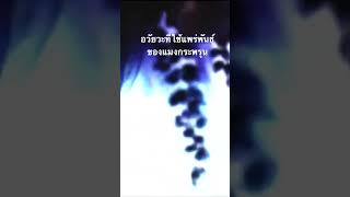 #สำรวจโลก #doxzilla #สารคดี #สารคดีสัตว์ #แมงกะพรุน