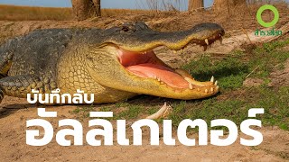 สารคดี สำรวจโลก ตอน บันทึกลับอัลลิเกเตอร์
