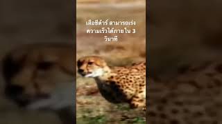 ดูสารคดีเต็ม กด Created from @nextstepwave #สำรวจโลก #doxzilla #สารคดี #สารคดีสัตว์โลก #เสือชีต้าร์