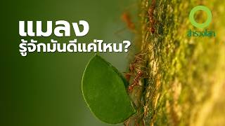 ทำไมแมลงถึงถูกขนานนามว่าเป็นนักกลยุทธ์แห่งธรรมชาติ? | สารคดี สำรวจโลก