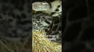 #สำรวจโลก #สารคดี #doxzilla #สารคดีสัตว์ป่า #เสือดาวลายเมฆ