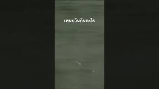 #สำรวจโลก #doxzilla #science #สารคดี #animals #สารคดีสัตว์ #สารคดีสัตว์โลก #สารคดีสั้น
