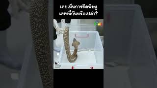 เคยเห็นการรีดพิษงูแบบนี้หรือเปล่า? #Shorts