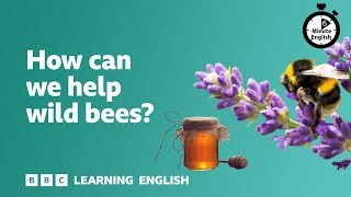 How can we help wild bees? ⏲️ 6 Minute English