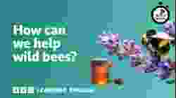 How can we help wild bees? ⏲️ 6 Minute English