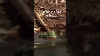 #สำรวจโลก #doxzilla #สารคดี #บีเวอร์ #สารคดีสัตว์โลก #สารคดีสัตว์