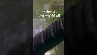 #doxzilla #สำรวจโลก #สารคดี #สารคดีสัตว์ #สารคดีสัตว์โลก
