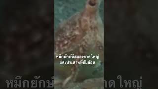 ดูสารคดีเต็ม กด Created from @nextstepwave #สำรวจโลก #doxzilla #สารคดี #สารคดีสัตว์โลก #หมึกยักษ์