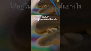 #สำรวจโลก #สารคดี #doxzilla #สารคดีสัตว์ #สารคดีสัตว์โลก #อูฐ