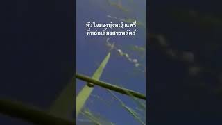 ดูวิดีโอเต็มกด Created from @nextstepwave #doxzilla #สำรวจโลก #nature #สารคดี #สารคดีสัตว์