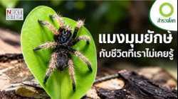 ใครว่าแมงมุมเป็นแค่สัตว์น่ากลัว? เจาะลึกชีวิตนักล่าแห่งธรรมชาติ | สารคดี สำรวจโลก ตอน  นักล่าแปดขา
