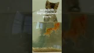 #doxzilla #สำรวจโลก #สารคดี #สัตว์เลี้ยง #แมวน่ารัก
