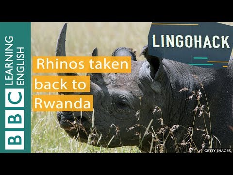 Rhinos return to Rwanda: Lingohack