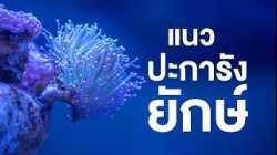 สารคดี สำรวจโลก ตอน แนวปะการังยักษ์