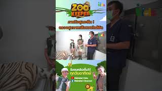 ภารกิจสุดระทึก! ตรวจสุขภาพเสือแบบใกล้ชิด