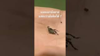 #สำรวจโลก #doxzilla #สารคดี #สารคดี #สารคดีสัตว์ #สารคดีสัตว์โลก
