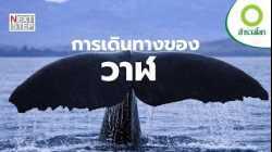 ถอดรหัสวาฬลึกลับใต้ทะเล | สารคดี สำรวจโลก