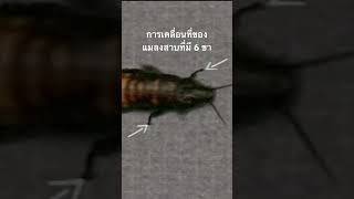 #สำรวจโลก #doxzilla #สารคดี #แมลงสาบ