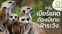 ทำไมเมียร์แคตจึงยอมเสี่ยงชีวิตเพื่อครอบครัว? | สารคดี สำรวจโลก ตอน เมียร์แคตนักรบตัวจิ๋ว