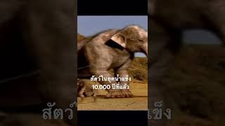 #สำรวจโลก #สารคดี #doxzilla #สัตว์ยุคน้ำแข็ง #ประวัติศาสตร์