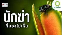 โลกสวย…แต่โหด! ใต้ทะเลคือสนามล่าที่ไม่มีใครรอด | นักฆ่าที่มองไม่เห็น