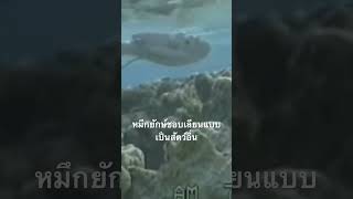 ดูสารคดีเต็ม กด Created from @nextstepwave #สำรวจโลก #doxzilla #สารคดี #หมึดยักษ์