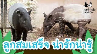 ลูกสมเสร็จ น่ารักน่ารู้ | Animals Speak