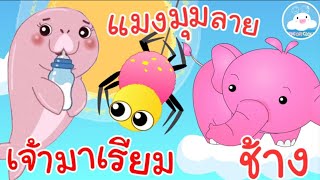 เพลงเจ้ามาเรียม เพลงแมงมุมลาย เพลงช้าง เพลงเด็กน้อยวัยอนุบาล @KidsOnCloud