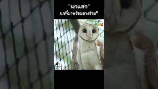 “นกแสก” นกที่มาพร้อมลางร้าย? #Shorts