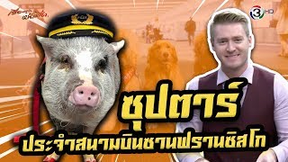 เจ้าหมูแสนรู้ ซุปตาร์ประจำสนามบินซานฟรานซิสโก เดินทักทายผู้โดยสาร