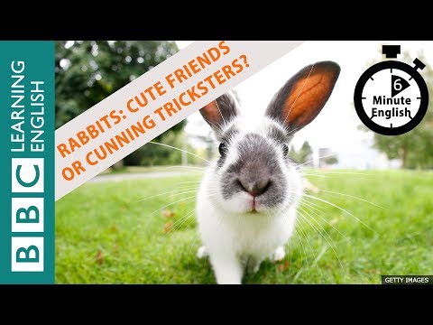 Rabbits: cuddly friends or cunning tricksters? Listen to 6 Minute English