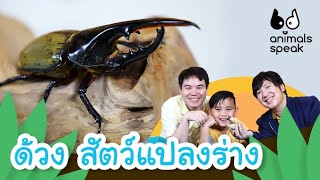 ด้วง สัตว์แปลงร่าง | Animals Speak [by Mahidol Kids]