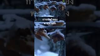 #สารคดี #สำรวจโลก #ดูสารคดี #doxzilla