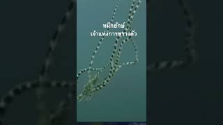 #สำรวจโลก #doxzilla #สารคดี #หมึกยักษ์