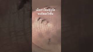 #สำรวจโลก #doxzilla #สารคดี #สารคดีสัตว์ #สารคดีสัตว์โลก
