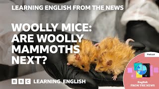 Woolly mice: Are woolly mammoths next? BBC Learning English from the News