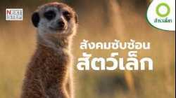 สัตว์ตัวเล็ก ๆ ก็มีสังคมซับซ้อนไม่แพ้มนุษย์ | สารคดี สำรวจโลก