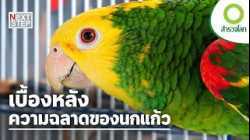 จากสัตว์เลี้ยงแสนรัก สู่พฤติกรรมก้าวร้าว อะไรเปลี่ยนนกแก้ว? | สารคดี สำรวจโลก ตอน โลกของนกแก้ว
