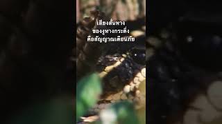 #สำรวจโลก #doxzilla #สารคดี #งูหางกระดิ่ง #สารคดีสัตว์โลก